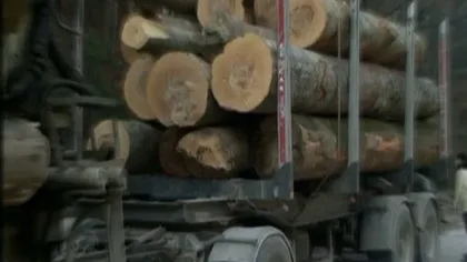 IGPR: Aproximativ 35.000 de metri cubi de material lemnos, confiscaţi în primele 6 luni ale anului