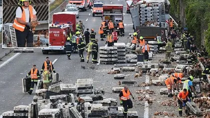 Mii de găini au blocat o autostradă aglomerată din Austria