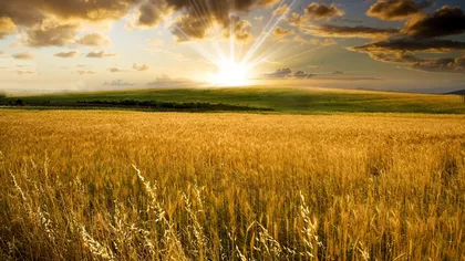 Fermierii se aşteaptă să obţină în acest sezon mai mult grâu decât anul trecut, când producţia a fost una record