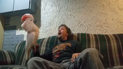 Un papagal se distrează de minune cu stăpânul său. Râde şi vorbeşte de parcă ar fi om VIDEO