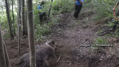 Un urs de 150 de kilograme a fost salvat din capcana braconierilor VIDEO