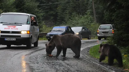 Un urs a fost lovit de o maşină în Buşteni şi s-a refugiat în pădure. Autorităţile cer turiştilor să nu meargă pe munte