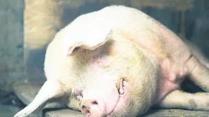 Rusia: Serviciul Federal Veterinar a introdus restricţii temporare pentru porcii vii şi pentru produsele de porc din România