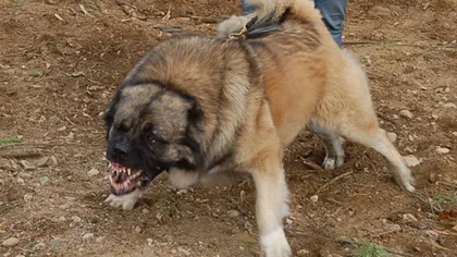 Un bărbat şi-a asmuţit câinele asupra unui poliţist. Omul legii a fost spitalizat după ce a fost atacat de patruped