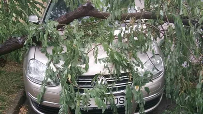 Vijeliile fac ravagii în ţară: Zeci de copaci doborâţi la pământ de vânt în Iaşi, drum blocat în Vaslui, acoperişuri smulse în Mureş