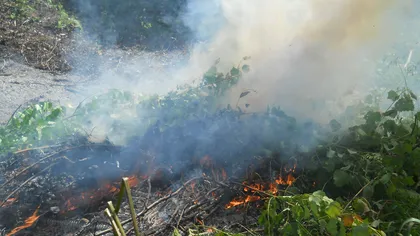Incendiu de pădure într-o zonă stâncoasă din judeţul Hunedoara