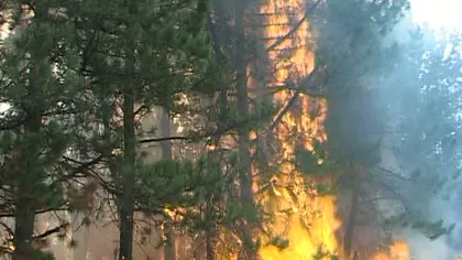 Incendiu de vegetaţie uscată pe 15 hectare de pădure din Olt