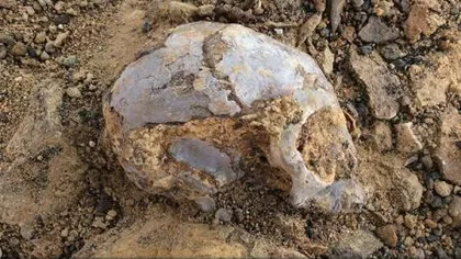 Descoperire extrem de importantă pentru trecutul omenirii: Un craniu fosilizat 