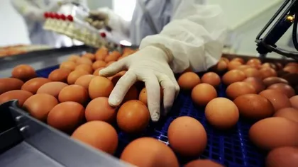 Un număr de 40 de ţări au fost afectate până în prezent de scandalul ouălor contaminate cu Fipronil