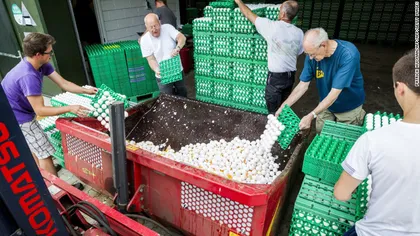 Scandalul ouălor contaminate cu fipronil ia amploare. Substanţa incriminată pare să fi fost importată ilegal din România