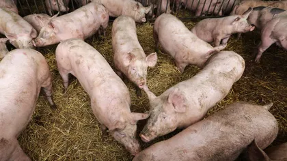 Focar de pestă porcină africană în România. Două gospodării de la periferia municipiului Satu Mare, afectate