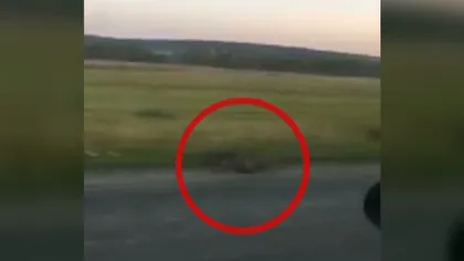 Şapte porci mistreţi, omorâţi în urma unui accident din Sibiu VIDEO