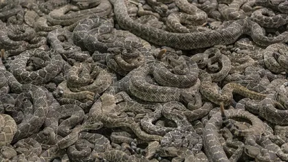 Caz bizar: Sute de şerpi au invadat o mânăstire