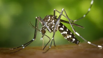 Cum să scapi de ţânţari fără să apelezi la insecticide