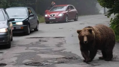 BBC: Urşi înfometaţi caută mâncare într-un oraş din România VIDEO