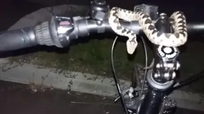 Clipe de spaimă. Directorul unei televiziuni din Vâlcea s-a trezit cu o viperă pe bicicletă VIDEO