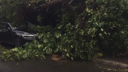 Furtuna a ajuns în Alba: Cel puţin 50 de copaci doborâţi de vânt şi drumuri blocate