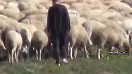 Gigi Becali şi-a vizitat stâna de 400 de oi pe care şi-a făcut-o în Pipera. Incredibil ce le-a făcut mioarelor VIDEO