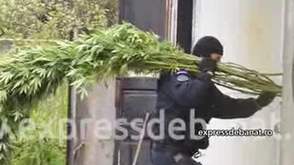 Cannabis cărat pe braţe de mascaţii la Caraş Severin VIDEO