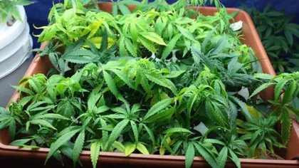 Poliţiştii au confiscat două tone de cannabis într-un sat din Mehedinţi. Plantaţia se întindea pe un teren de 4.000 de metri pătraţi