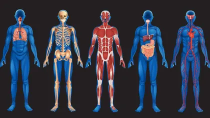 15 părţi ale corpului uman care vor dispărea în viitor. Corpurile noastre sunt pline de părţi inutile