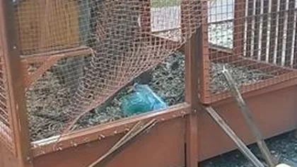 Cuşca de lux pentru veveriţe din Bistriţa a fost distrusă