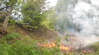 Incendiu de pădure în judeţul Argeş