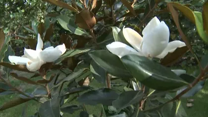 Fenomen spectaculos: au înflorit magnoliile în septembrie