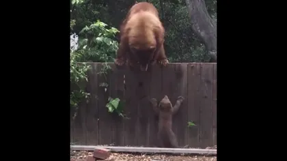 Imagini înduioşătoare cu un pui de urs care aşteaptă să fie salvat de mama lui VIDEO