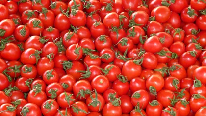 Program de sprijin pentru cultivatorii de tomate pentru 2018
