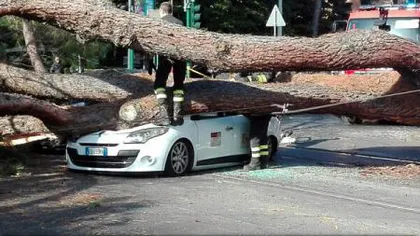 Accident la Roma: Un pin enorm s-a prăbuşit şi a zdrobit un taxi. Şoferul a ajuns la spital