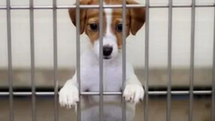 Campanie de adopție a câinilor fără stăpân