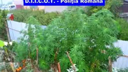 Doi poliţişti din Arad bănuiţi că ar avea o plantaţie de cannabis, reţinuţi de DIICOT