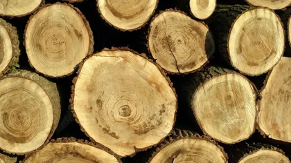 Proiect: Reducerea TVA de la 19% la 5% pentru lemnul de foc livrat către persoanele fizice