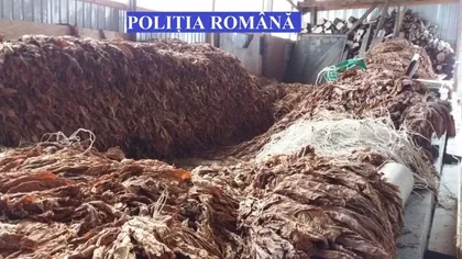 Circa 2,5 tone de tutun confiscate în urma a cinci percheziţii în Mureş