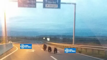 Trei urşi au fost surprinşi pe autostrada 1 FOTO
