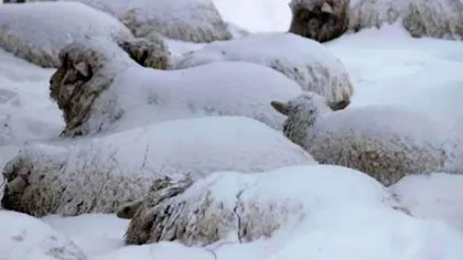 Intervenţie extremă de salvare. Mai mulţi ciobani cu sute de animale au rămas blocaţi în nămeţi pe munte