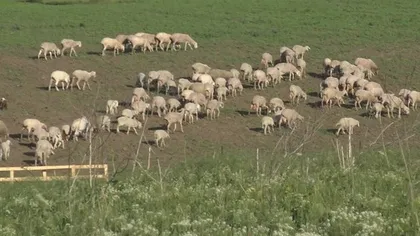Scutul anti-racheta, bruiat de oile unui cioban din Deveselu. Mioarele dau peste cap senzorii americanilor