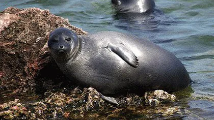 Mister în lumea animalelor: Peste o sută de foci rare au fost găsite moarte în Lacul Baikal. Experţii se tem de o epidemie