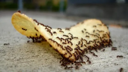 Cum să scapi de furnici. Trucuri rapide şi eficace