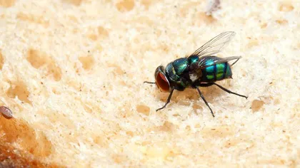 Studiu: Muştele pot transmite bacterii mai periculoase decât s-a crezut anterior
