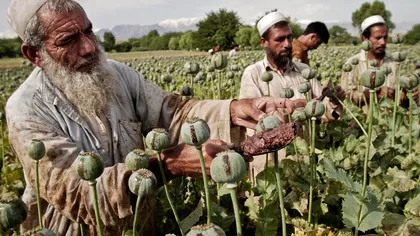 Americanii au atacat pentru prima oară laboratoare de producere a heroinei din Afganistan