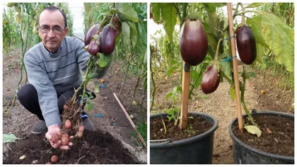 Agricultorul Vali Cucu a obţinut o plantă care produce, în acelaşi timp, şi cartofi şi vinete