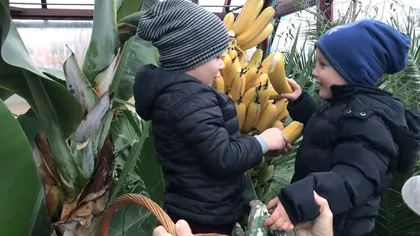 Prima recoltă de banane produse în Alba Iulia VIDEO