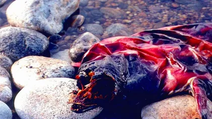 Descoperire MACABRĂ în Lacul Baikal, peste 140 de trupuri neînsufleţite: 