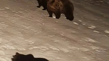 Ce fac urşii dacă nu hibernează? Se joacă în zăpadă. Fotografii inedite surprinse la Bâlea Lac