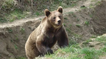 Intervenţie pentru alungarea unui urs care s-a plimbat mai mult de o oră prin Mediaş