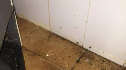 Mizerie de nedescris şi gândaci, în bucătăria unei patiserii din Constanţa. Inspectorii OPC au închis-o pe loc VIDEO