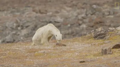 Imaginea zguduitoare a unui urs polar care moare de foame face înconjurul lumii: 