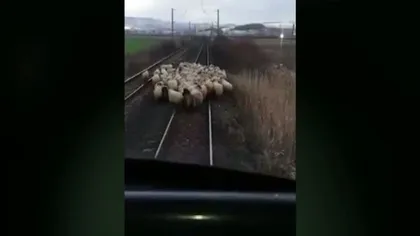 Un tren, oprit de o turmă de oi în Arad VIDEO